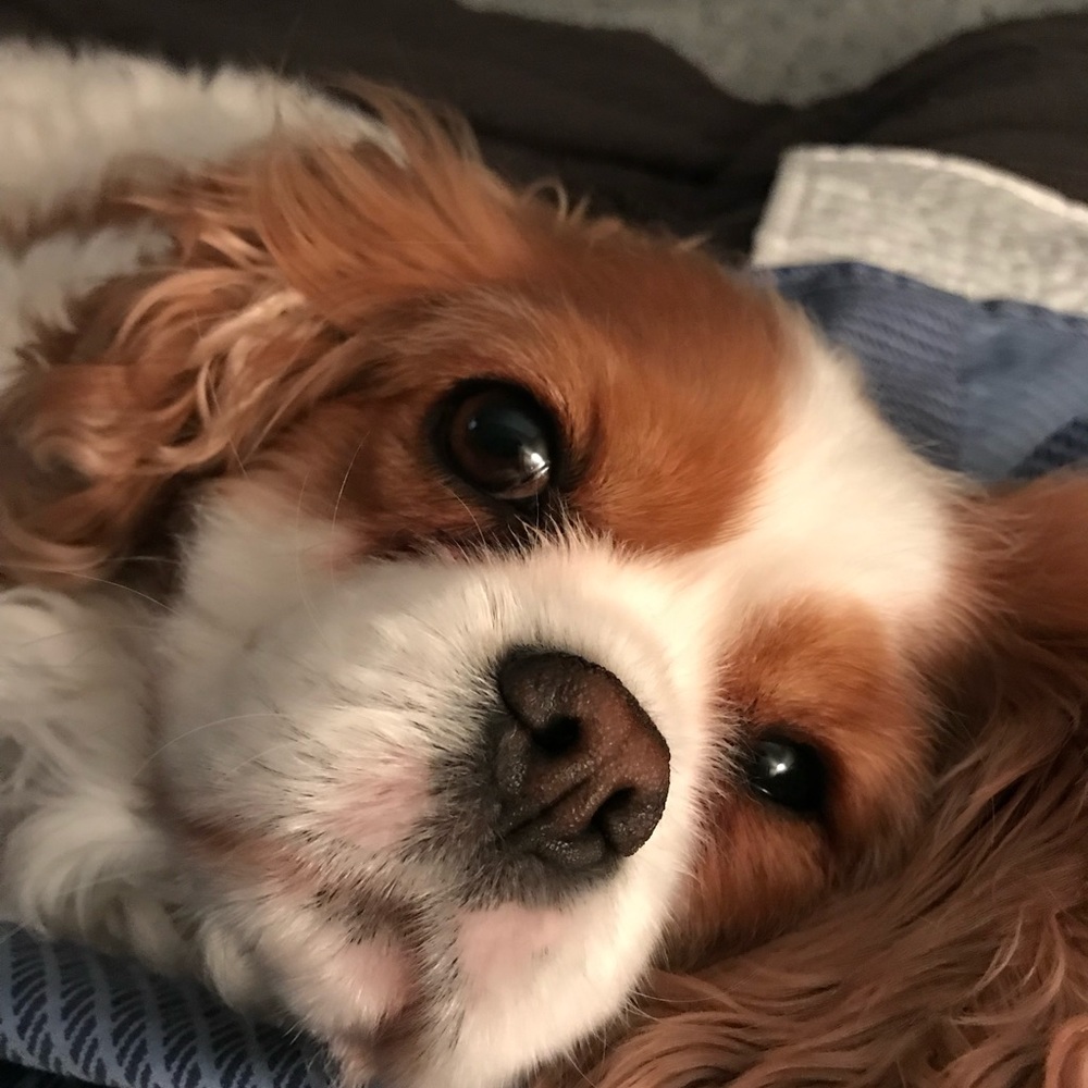 Meet your Posher, Lisa